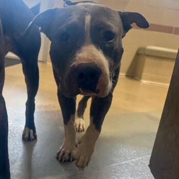 Whale Shark -  Mixed Breed Dog for Adoption in Winston-salem, North Carolina - Whale Shark | PetCurious