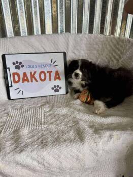 Australian Shepherd Dogs Available for Adoption - Dakota | PetCurious