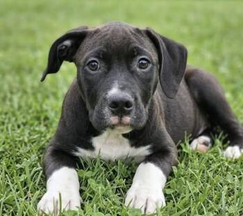 Pup Banana -  Labrador Retriever and Pit Bull Terrier Dog for Adoption in Washington, District Of Columbia - Pup Banana | PetCurious