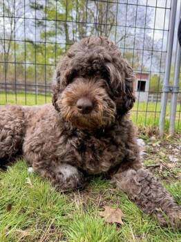 Portuguese Water Dog Dogs Available for Adoption in Dedham, Massachusetts - RIVER | PetCurious