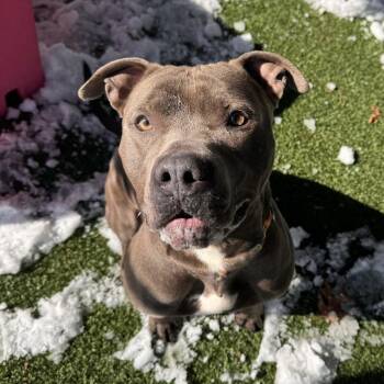 Pit Bull Terrier Dogs Available for Adoption - Boss | PetCurious