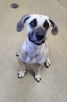 Rescue Black Mouth Cur Dogs for Adoption in Zimmerman, Minnesota - Mustang | PetCurious