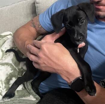 Labrador Retriever and Mixed Breed Dogs Available for Adoption in Conroe, Texas - BUSTER DOUGLAS | PetCurious