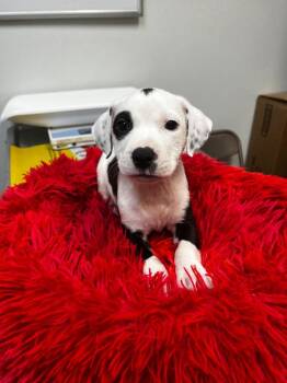 Snoopy -  American Staffordshire Terrier Dog for Adoption in Clinton, South Carolina - Snoopy | PetCurious