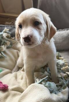 Sandstorm -  Hound Dog Available for Adoption in Waunakee, Wisconsin - Sandstorm | PetCurious