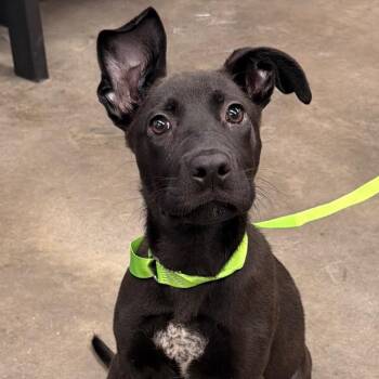 Alora -  Terrier Dog for Adoption in Tampa, Florida - Alora | PetCurious