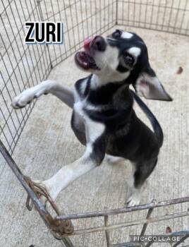 Zuri -  Labrador Retriever Dog for Adoption in Milford, New Hampshire - Zuri | PetCurious