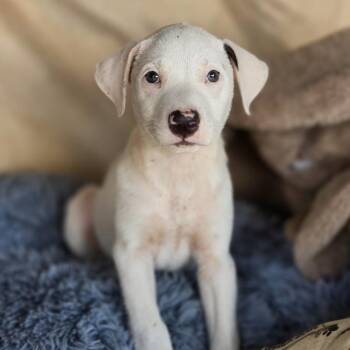 Sue -  Mixed Breed Dog for Adoption in Cleveland, Texas - Sue | PetCurious