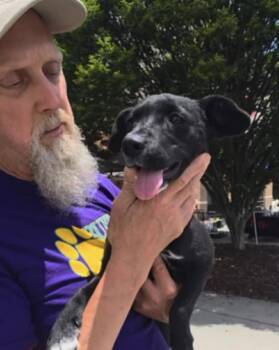 Kassie -  Border Collie Dog for Adoption in Thomasville, North Carolina - Kassie | PetCurious