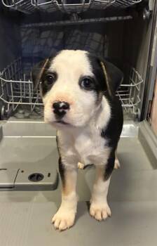 TERN -  Rottweiler and Labrador Retriever Dog for Adoption in Charlotte, North Carolina - TERN | PetCurious