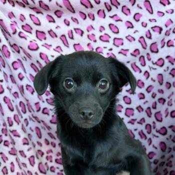 Chihuahua Dogs Available for Adoption - Lombard Barthram | PetCurious