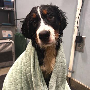 Mixed Breed Dogs Available for Adoption in Chattanooga, Tennessee - Juno | PetCurious