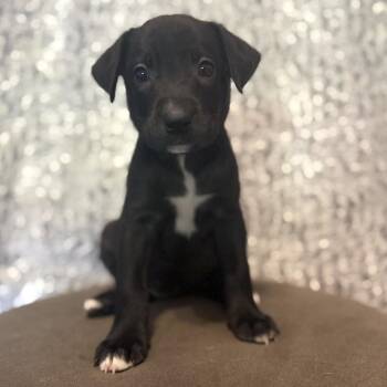 Dolly (20260929-09) -  Labrador Retriever Dog for Adoption in Niagara Falls, Ontario - Dolly (20260929-09) | PetCurious