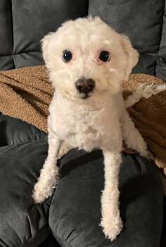 Diva -  Poodle and Maltese Dog for Adoption in Huntington, New York - Diva | PetCurious