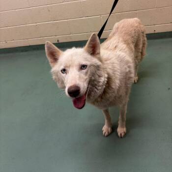 Pancake -  Mixed Breed Dog for Adoption in Memphis, Tennessee - Pancake | PetCurious