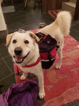 Quinn -  Yellow Labrador Retriever and Great Pyrenees Dog for Adoption in Chinle, Arizona - Quinn | PetCurious