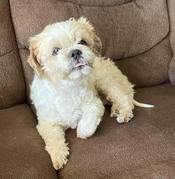 Shih Tzu Dogs Available for Adoption - Peluchin  | PetCurious