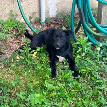 Bailee -  Labrador Retriever Dog for Adoption in Collingswood, New Jersey - Bailee | PetCurious