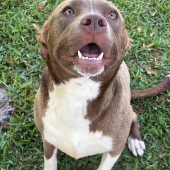 Athena -  Pit Bull Terrier Dog for Adoption in Pearland, Texas - Athena | PetCurious