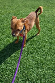 Chihuahua Dogs Available for Adoption - Abner | PetCurious
