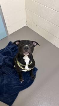 Pit Bull Terrier Dogs Available for Adoption in Hagerstown, Maryland - TANK | PetCurious