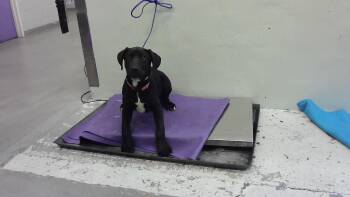 Labrador Retriever and Mixed Breed Dogs Available for Adoption in Houston, Texas - LANA | PetCurious