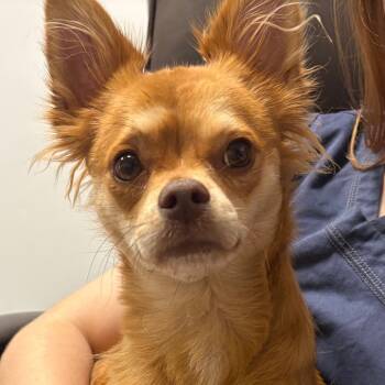 Rescue Chihuahua Dogs for Adoption in Yuma, Arizona - Trixie | PetCurious