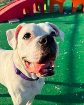 Barb -  Boxer Dog for Adoption in Warren, Michigan - Barb | PetCurious