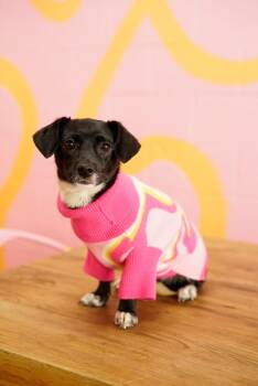 Chihuahua and Dachshund Dogs Available for Adoption in Pasadena, California - Cleo | PetCurious