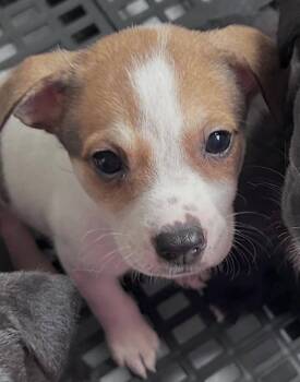 Ocean -  Pit Bull Terrier and Labrador Retriever Dog for Adoption in Gilberts, Illinois - Ocean | PetCurious