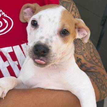 Bowser -  Pit Bull Terrier Dog for Adoption in Krum, Texas - Bowser | PetCurious
