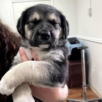 Shepherd Dogs Available for Adoption in Fayetteville, Arkansas - Clover | PetCurious