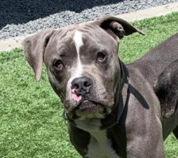 URGENT-My best friend was adopted. I was left behind. Bernardo A -  Pit Bull Terrier Dog for Adoption in San Marcos, California - URGENT-My Best Friend Was Adopted. I Was Left Behind. Bernardo A | PetCurious