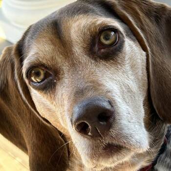 Daisy Mae -  Beagle and Mixed Breed Dog for Adoption in Lynchburg, Virginia - Daisy Mae | PetCurious