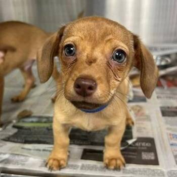 Mixed Breed Dogs Available for Adoption in Knoxville, Tennessee - Itty-Bitty | PetCurious