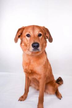 Manny -  Australian Shepherd and Labrador Retriever Dog for Adoption in Bixby, Oklahoma - Manny | PetCurious