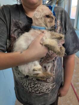 Box Troll -  Mixed Breed Dog for Adoption in Cincinnati, Ohio - Box Troll | PetCurious