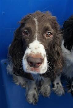 Mixed Breed Dogs Available for Adoption in Dallas, Texas - SPRINKLES | PetCurious