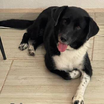 Reba -  Mixed Breed Dog for Adoption in Bend, Oregon - Reba | PetCurious