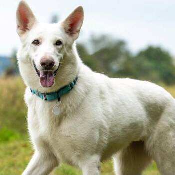 Frosty (26-375) -  German Shepherd Dog Dog for Adoption in New Ringgold, Pennsylvania - Frosty (26-375) | PetCurious