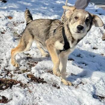 Husky and Mixed Breed Dogs Available for Adoption - Professor Wigglebutt | PetCurious