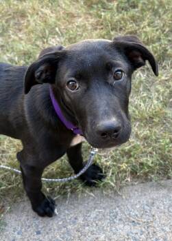 Rescue Labrador Retriever and Hound Dogs for Adoption in Boston, Massachusetts - Justine Sparks | PetCurious