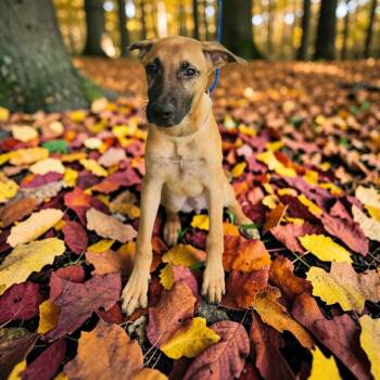 Rouge -  Belgian Shepherd Malinois Dog for Adoption in Lorida, Florida - Rouge | PetCurious