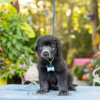 Tango -  Poodle and Terrier Dog for Adoption in Wake Forest, North Carolina - Tango | PetCurious