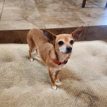 Licha -  Chihuahua and Mixed Breed Dog for Adoption in Severance, Colorado - Licha | PetCurious