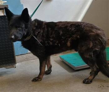 Rescue German Shepherd Dog and Mixed Breed Dogs for Adoption in Camarillo, California - ANGUS | PetCurious