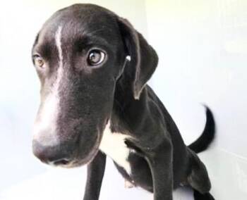 A658846 -  Labrador Retriever and Mixed Breed Dog for Adoption in Houston, Texas - A658846 | PetCurious