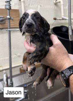 Jason -  Australian Shepherd Dog for Adoption in Blue Springs, Missouri - Jason | PetCurious