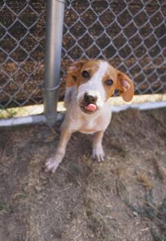 Bobby -  Mixed Breed Dog for Adoption in Newberg, Oregon - Bobby | PetCurious