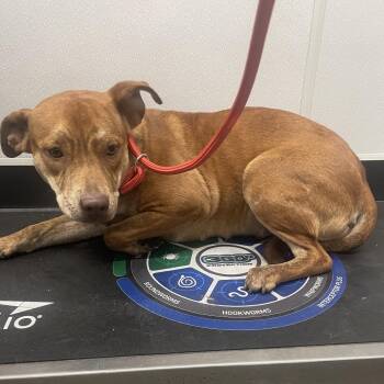 Hound and Mixed Breed Dogs Available for Adoption in Tampa, Florida - Libbie | PetCurious